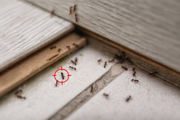 Best Termite Control Services  in Glenwood, IA