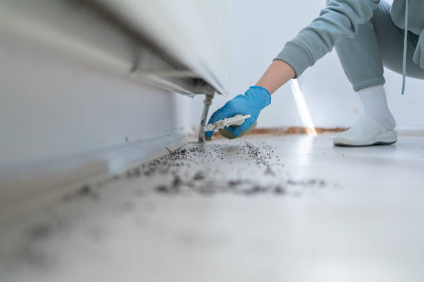 Best Wasp Removal Services  in Glenwood, IA